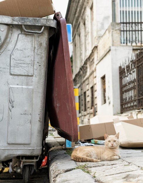 Kot siedzi obok kosza na śmieci na zewnątrz
