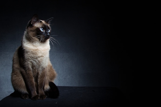 Kot syjamski tajski na czarnym tle w studio