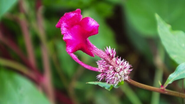 Kozhi_kondy_Flower