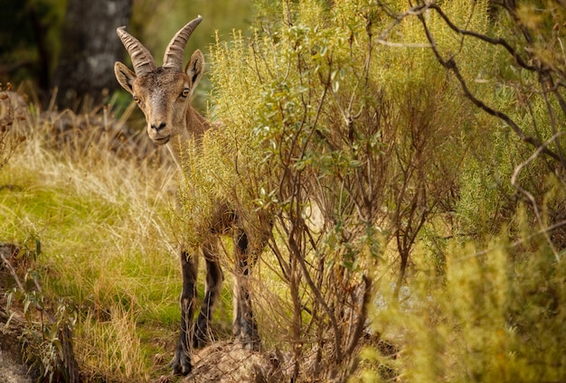 Bezpłatne zdjęcie koziorożec hiszpański młody samiec w naturalnym środowisku dzikie iberia hiszpańska dzika przyroda zwierzęta górskie