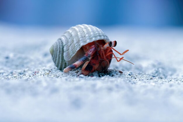 Krab pustelnik chodzący po białym piasku Krab pustelnik zbliżenie na piasku