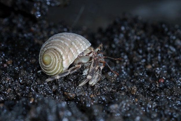 Krab Pustelnik Chodzący Po Białym Piasku Krab Pustelnik Zbliżenie Na Piasku