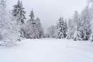 Bezpłatne zdjęcie krajobraz drogi w schwarzwaldzie pokrytej drzewami i śniegiem w niemczech