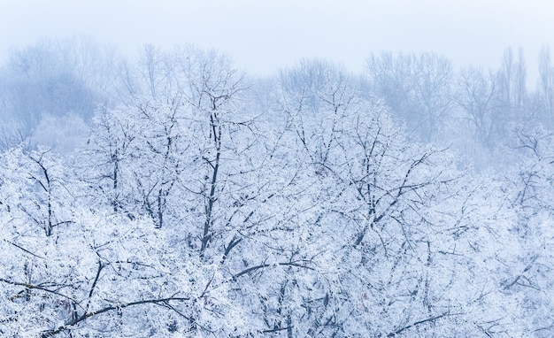 Krajobraz gałęzi drzew pokrytych szronem zimą w Zagrzebiu w Chorwacji