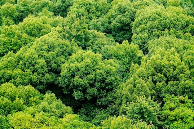 Krajobraz liściastych zielonych drzew