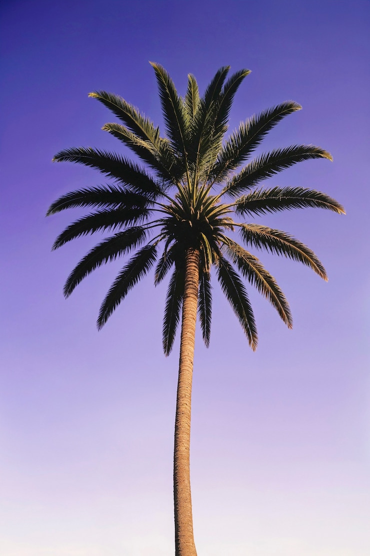 Bezpłatny plik Zdjęcie krajobraz palm w pastelowych kolorach