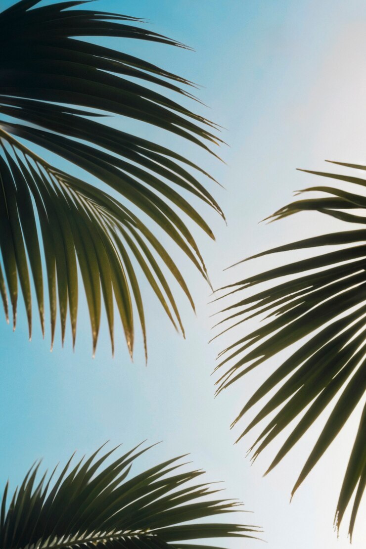 Bezpłatny plik Zdjęcie krajobraz palm w pastelowych kolorach