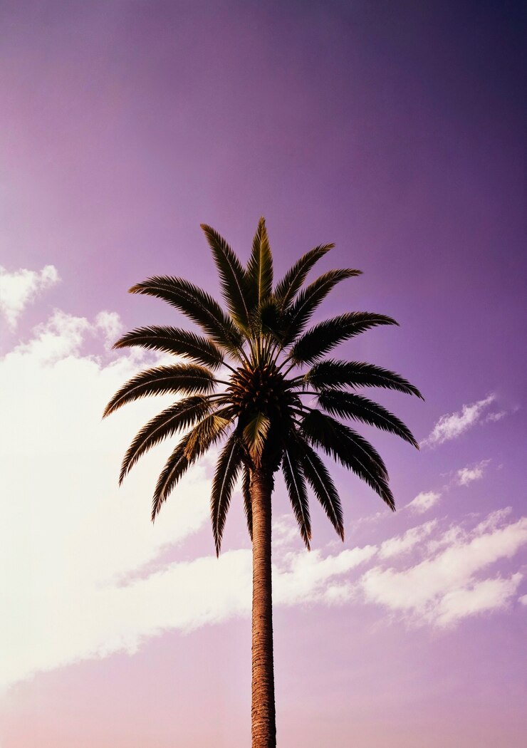 Bezpłatny plik Zdjęcie krajobraz palm w pastelowych kolorach