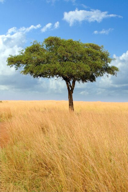 Krajobraz z drzewem w Afryce