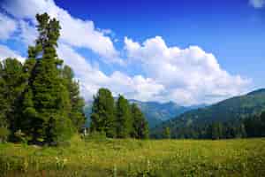 Bezpłatne zdjęcie krajobraz z górami lasu