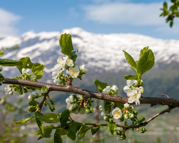 Krajobraz z górami. Norweskie fiordy