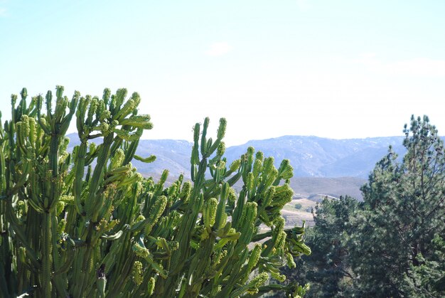 Krajobraz z kaktusem