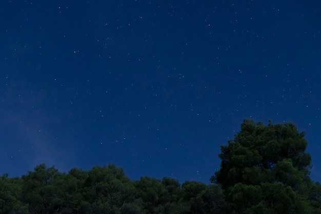 Bezpłatne zdjęcie krajobraz z lasem i nocnym niebem