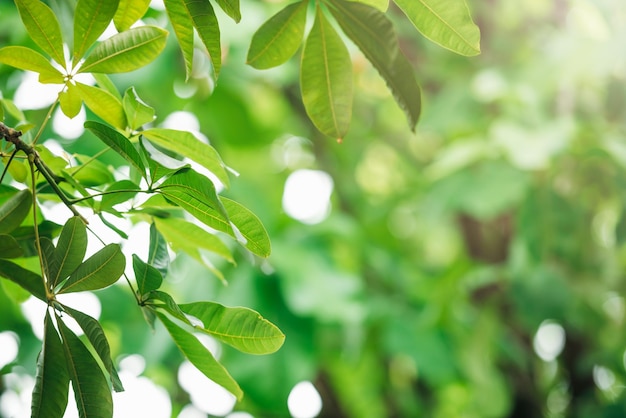 Kreatywne bujne zielone liście wzór natura tekstura tło