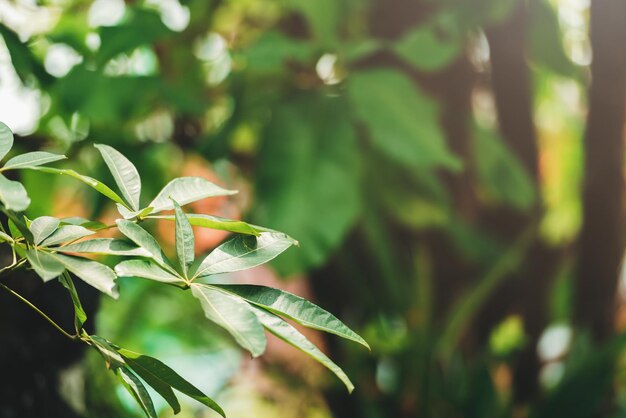 Kreatywne bujne zielone liście wzór natura tekstura tło