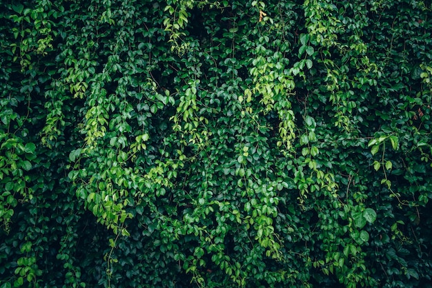 Kreatywne bujne zielone liście wzór natura tekstura tło