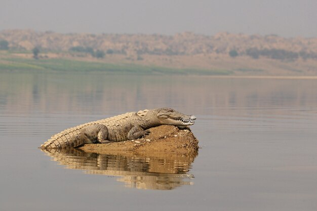 Krokodyl rabuś w rzece
