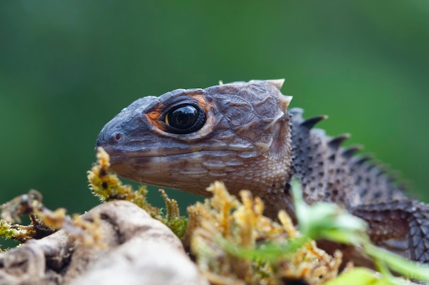 Krokodyl skink opalający się na mchu krokodyl skink zbliżenie