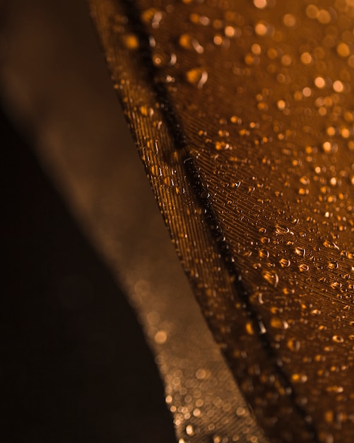 Bezpłatne zdjęcie kropelki wody na brązowej powierzchni pióra przeciwko niewyraźne tło