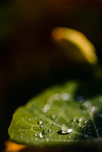 Kropelki wody na zielonym liściu