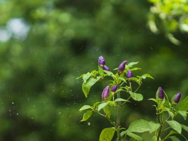 Kropla wody nad zieloną rośliną z fioletowymi pąkami
