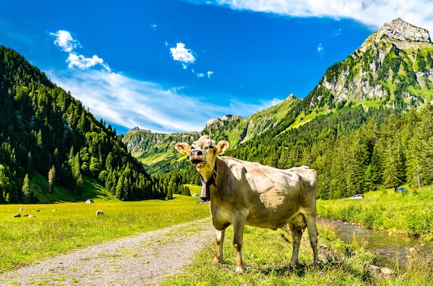 Krowa na oberseetal w alpach szwajcarskich