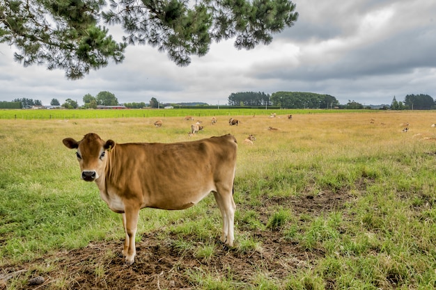 Krowa stojąca na środku zielonej łąki z innymi krowami leżącymi w oddali