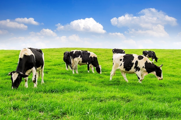 Krowy na zielonym polu i niebieskim niebie