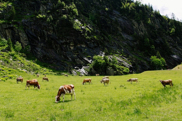 Krowy pasące się na zielonym polu. Krowy na alpejskich łąkach. Piękny krajobraz alpejski