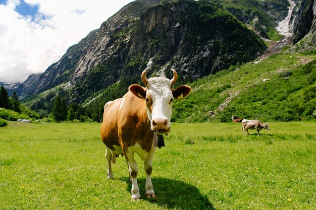 Krowy pasące się na zielonym polu. Krowy na alpejskich łąkach. Piękny krajobraz alpejski