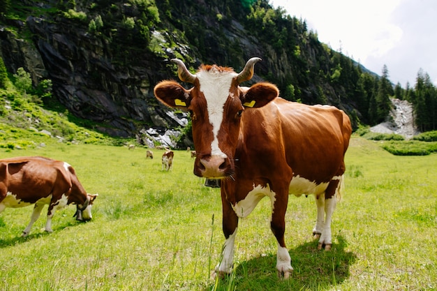 Krowy pasące się na zielonym polu. Krowy na alpejskich łąkach. Piękny krajobraz alpejski