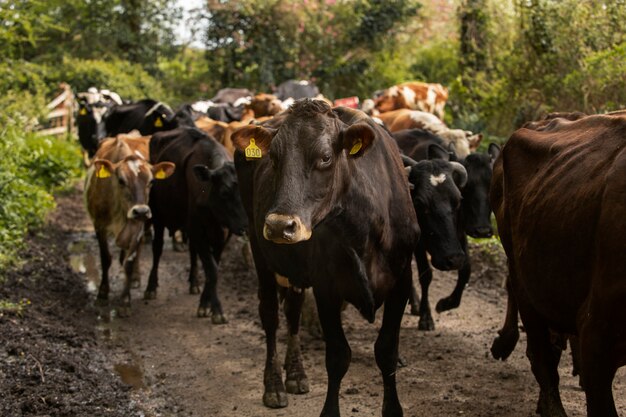 Krowy pasące się wokół gospodarstwa