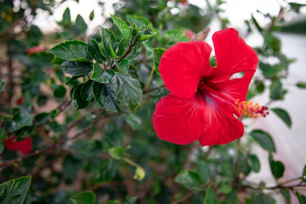 Krzaczasty czerwony kwiat z wystającym środkiem