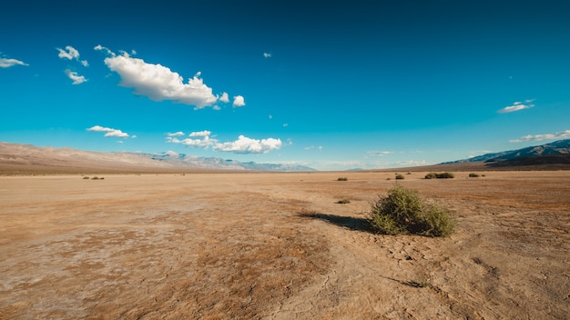 Krzewy na pustyni Death Valley w Kalifornii