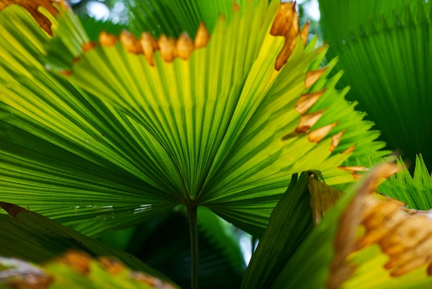 Bezpłatne zdjęcie kuala lumpur szczegóły tekstury forest park