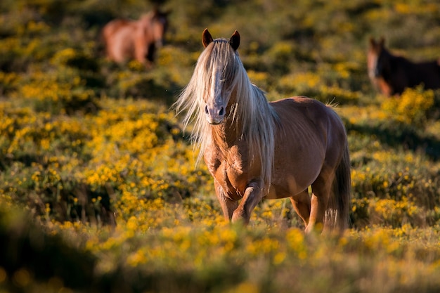 Kucyk Chincoteague Brown na polu pokrytym zielenią w promieniach słońca