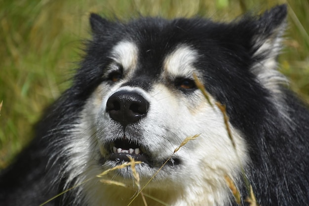 Kudłaty biało-czarny pies husky z bliska