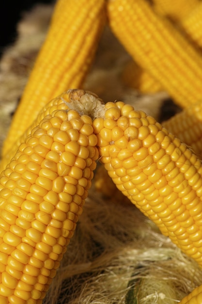 Bezpłatne zdjęcie kukurydza