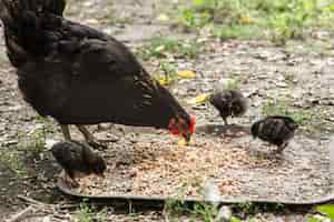 Bezpłatne zdjęcie kurczak matka z podglądaczami jeść