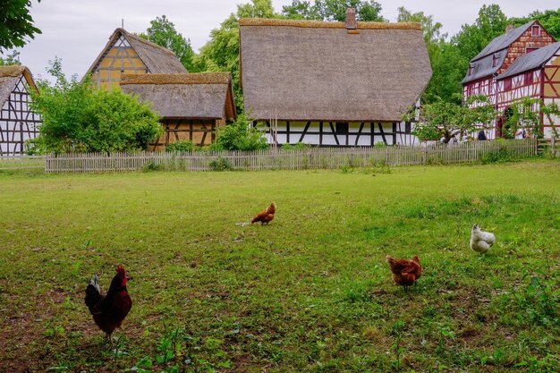 Kurczaki na trawie w skansenie we wsi Kommern, obszar Eifel, Niemcy