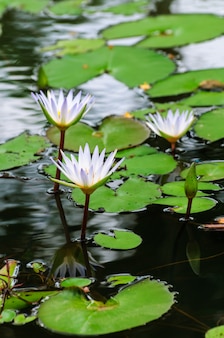 Kwiat białej lilii wodnej z żółtym środkiem