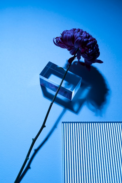 Kwiat chryzantemy na szklanym podium i na niebieskim tle