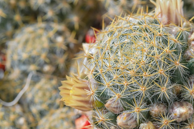 Bezpłatne zdjęcie kwiat kaktusa jako naturalne delikatne tło kwitnące sukulenty z bliska pomysł na selektywną ostrość na pocztówkę lub tło początek wiosny w regionie morza egejskiego w turcji