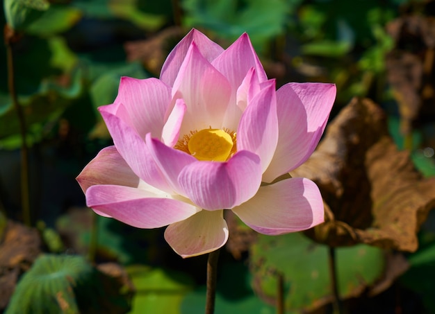 Bezpłatne zdjęcie kwiat lotosu