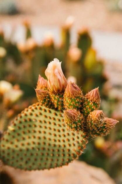 Kwiat na cierniowym kaktusie
