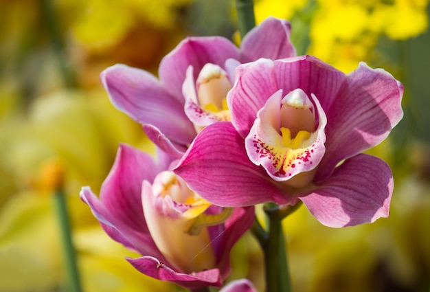 Bezpłatne zdjęcie kwiat orchidei cymbidium