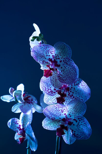 Kwiat orchidei na niebieskim tle