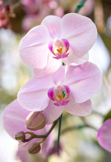 Kwiat orchidei phalaenopsis biały