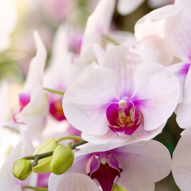 Kwiat orchidei phalaenopsis biały