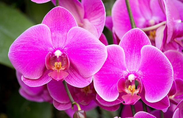 Kwiat orchidei phalaenopsis